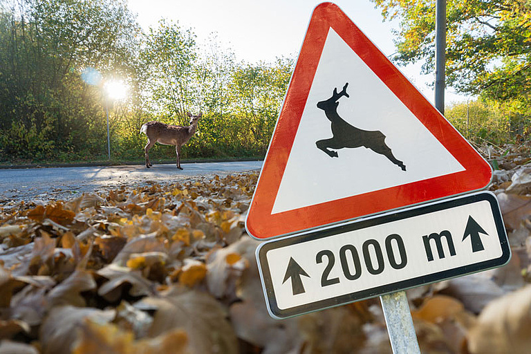 Reh auf Fahrbahn neben Wildwechsel Schild 